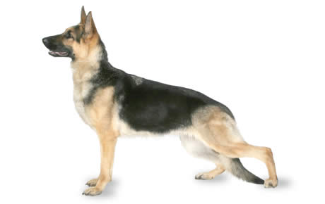 file_23188_german-shepherd-dog.jpg